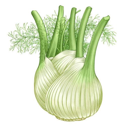 All About Growing Fennel